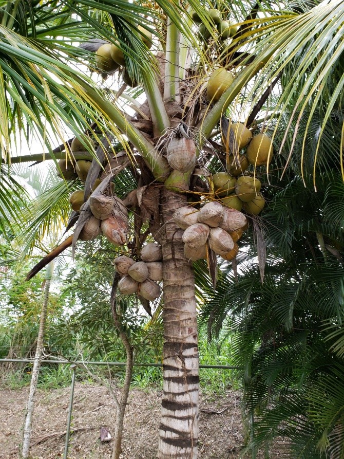 palm_tree_raul_santiago.jpg